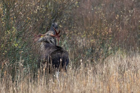 The bull moose (Alces alces) stands fleeing at the edge of the pasture thicket, rutting season,