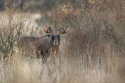 The first moose bull (Alces alces) has lost interest in the moose cow and moves away from the