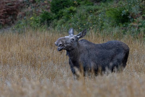 The oats obviously taste good to the moose (Alces alces), game damage, September, Sweden