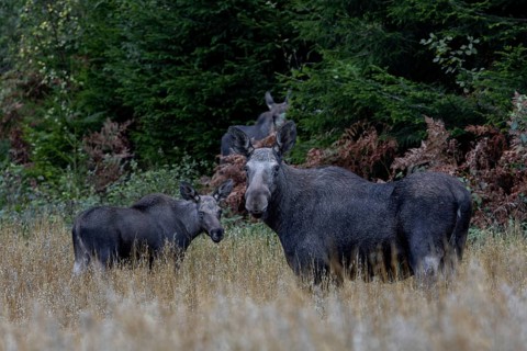 Elk cow (Alces alces) with calves in an oat field, game damage, animal kids, September, Sweden
