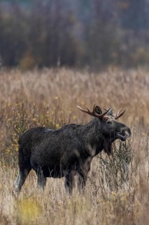 A bull moose (Alces alces) grazes the branches of a willow, rutting season, moose rut, October,