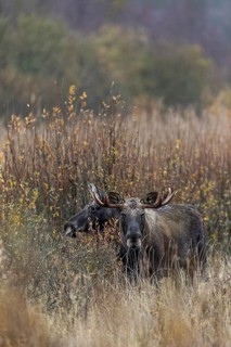 It only takes a few steps and the bull moose (Alces alces) and cow moose in the reeds are no longer