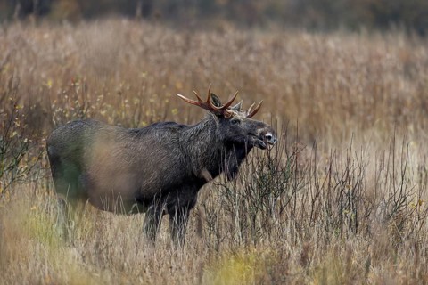 A bull moose (Alces alces) grazes the branches of a willow, rutting season, moose rut, October,