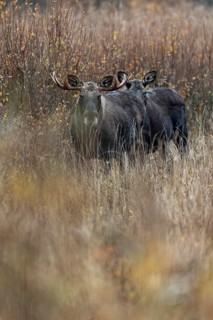 Extensive reed beds, overgrown with softwoods such as willow and birch, offer the moose (Alces