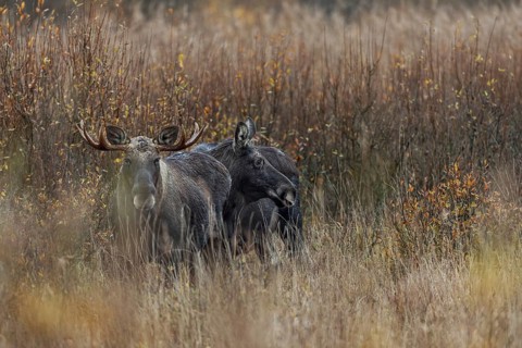 Moose bull (Alces alces) and moose cow, rutting season, moose rut, October, Denmark