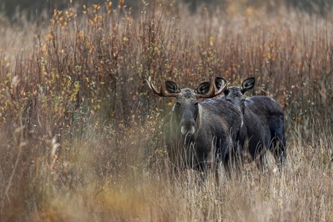 A bull moose (Alces alces) looks attentively in my direction, while the cow moose makes a much more