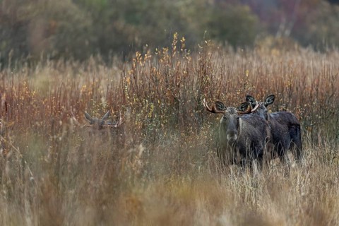 Even animals as large as moose (Alces alces) are difficult to spot in the reeds, rutting season,