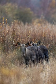 After three days of intensive searching, I discover four bull moose (Alces alces) and a cow moose