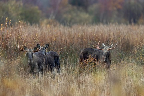 Despite the rut and the presence of a cow moose, the bull moose (Alces alces) co-exist peacefully,