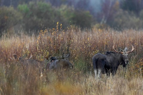 Several moose bulls (Alces alces) have gathered around a moose cow, rain, rutting season, moose
