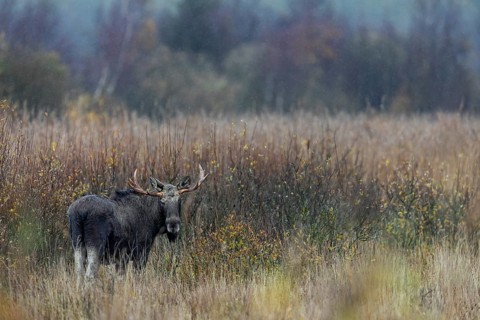Rarely can you see moose (Alces alces) standing so freely in large reed beds, rain, rutting season,