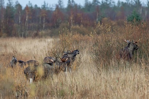 A bull moose (Alces alces) stands flehmen between other males and uses the pheromones secreted by