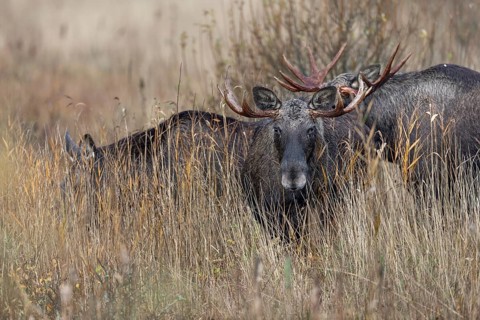 While a bull moose (Alces alces) watches me, another follows the cow moose, rutting season, moose