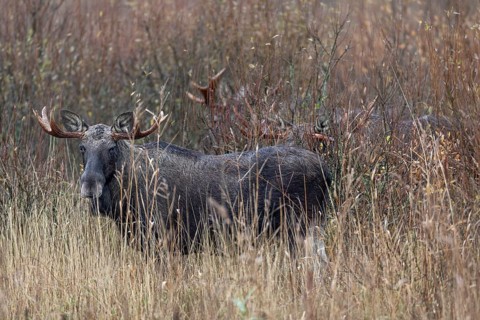 Bull moose (Alces alces) can only be observed standing close together during the rut, the rest of