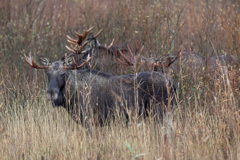 These four bull moose (Alces alces) accompany a cow moose, rutting season, moose rut, October,