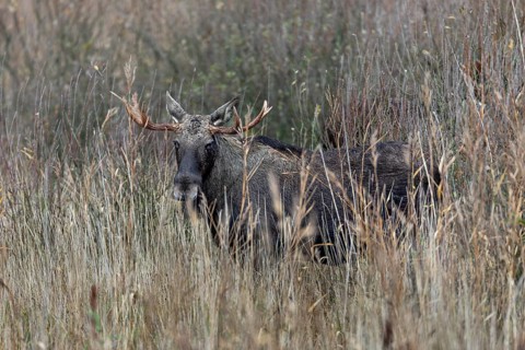 The bull moose (Alces alces) looks attentively at the photographer, rutting season, moose rut,