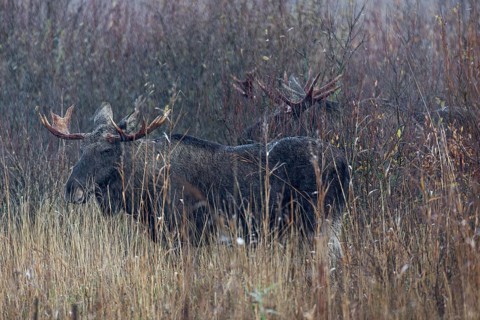Three bull moose (Alces alces) wait with stoic calm for the end of a rain shower, rain, rutting