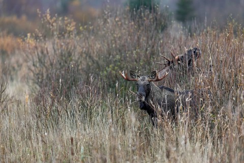 Bull moose (Alces alces) foraging in a marshy area, rutting season, moose rut, October, Denmark