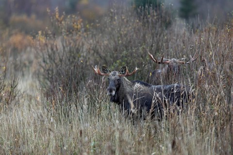Bull moose (Alces alces) in a marshland, rutting season, moose rut, October, Denmark