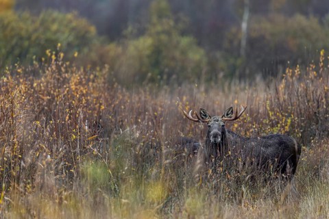 While this bull moose (Alces alces) is clearly visible, the three animals standing next to him are