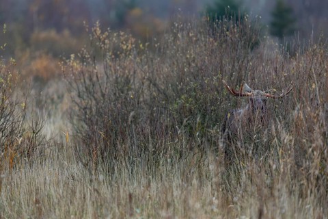 When a bull moose (Alces alces) stands motionless in dense vegetation it is difficult to spot,