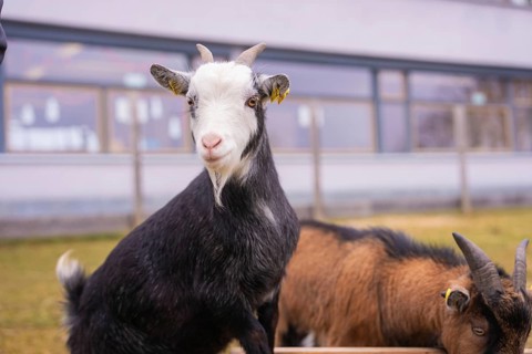 Close-up of a goat outside a farm with other animals, Schlehengäu Grund Schule Gechingen, Calw