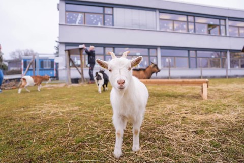White goatling standing on green field in front of a grey building, Schlehengäu Grund Schule