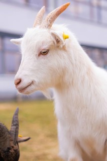 Close-up of a white goat with yellow ear clip on the meadow, Schlehengäu Grund Schule Gechingen,