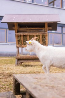 White goat next to a hay rack on the meadow in front of a building, Schlehengäu Grund Schule
