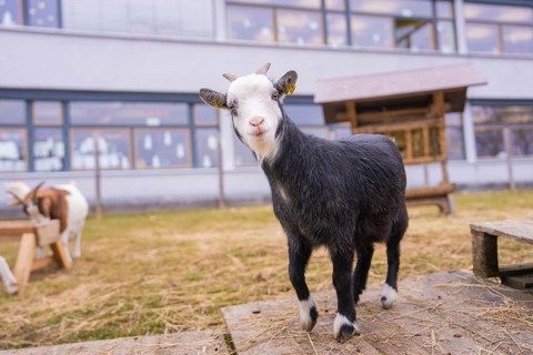 Black and white goatling standing in a meadow in front of a building, Schlehengäu Grund Schule