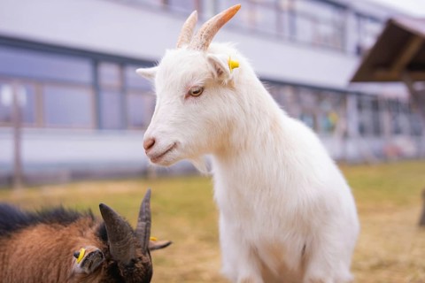 White goat and brown goatling on the meadow in front of a building, Schlehengäu Grund Schule