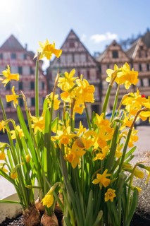 Yellow daffodils in front of old half-timbered houses bring a breath of spring to a historic old