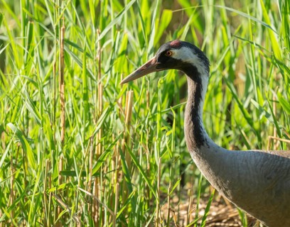 Crane (Grus grus) foraging in reeds, reed (Phragmites australis), Lower Saxony, Germany