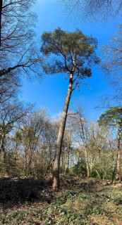 Solitary tall Scots pine (Pinus silvestris) standing in a small clearing in spring, mixed deciduous