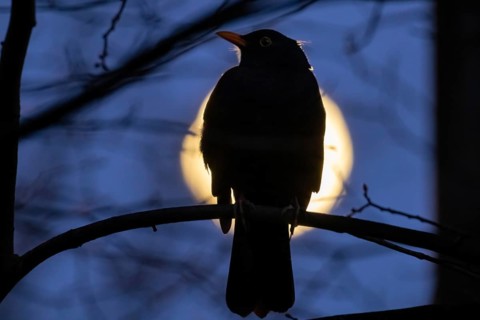 A bird sits on a branch in a tree while the full moon passes by behind it. The full moon in March