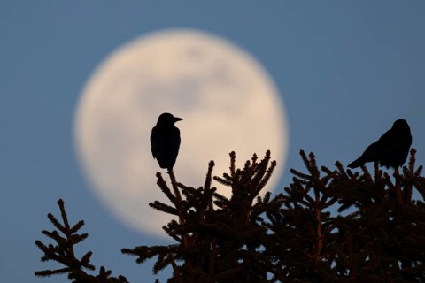 Two birds sit on the top of a tree while the full moon passes behind them. The full moon in March