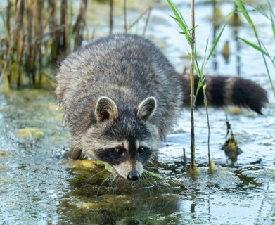 Raccoon (Procyon lotor), foraging in the shallow water zone of a lake, Lower Saxony, Germany