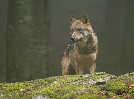 Wolf (Canis lupus) standing on a moss-covered rock and looking attentively, fog in the forest,