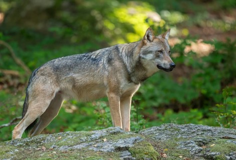 Wolf (Canis lupus) standing on a moss-covered rock and looking attentively, captive, Bavarian