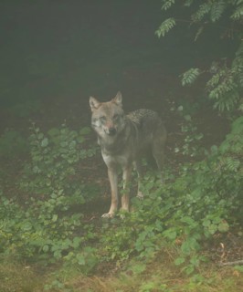 Wolf (Canis lupus) standing in the forest and looking attentively, fog in the forest, captive,