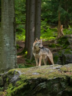 Wolf (Canis lupus) standing on a moss-covered rock and looking attentively, captive, Bavarian