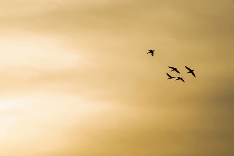 Mallards (Anas platyrhynchos) in flight against an orange-coloured morning sky, Lower Saxony,