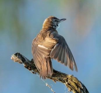 Great Reed Warbler (Acrocephalus arundinaceus) standing on an old branch and spreading its wings,
