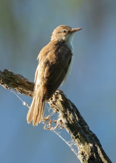 Great Reed Warbler (Acrocephalus arundinaceus) standing on an old branch, blue water behind, Lower