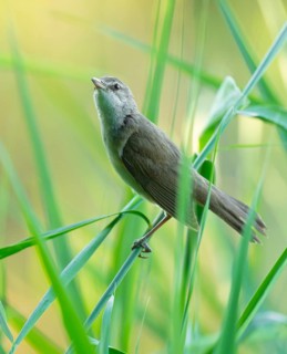 Reed warbler (Acrocephalus arundinaceus) on a reed stem, reed (Phragmites australis), Lower Saxony,