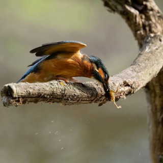 Kingfisher (Alcedo atthis) sitting on a branch, perch, beats captured prey frog (Rana) to death,