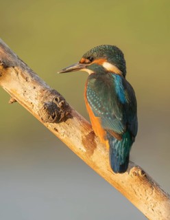 Kingfisher (Alcedo atthis) sitting on an old branch in the warm morning light, perch, Lower Saxony,
