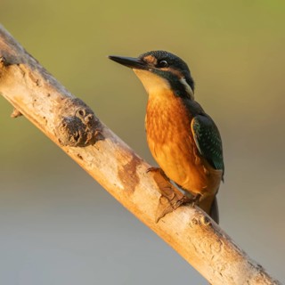Kingfisher (Alcedo atthis) sitting on an old branch in the warm morning light, perch, Lower Saxony,