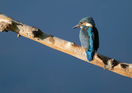 Kingfisher (Alcedo atthis) sitting on an old branch, perch and looking for prey, blue water behind,