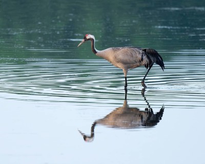 Crane (Grus grus) foraging in the shallow water zone of a lake, reflection in the water, Lower